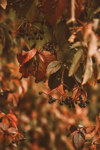 Follaje de otoño con hojas de arce rojas y marrones entrelazadas con bayas oscuras en una rama leñosa.