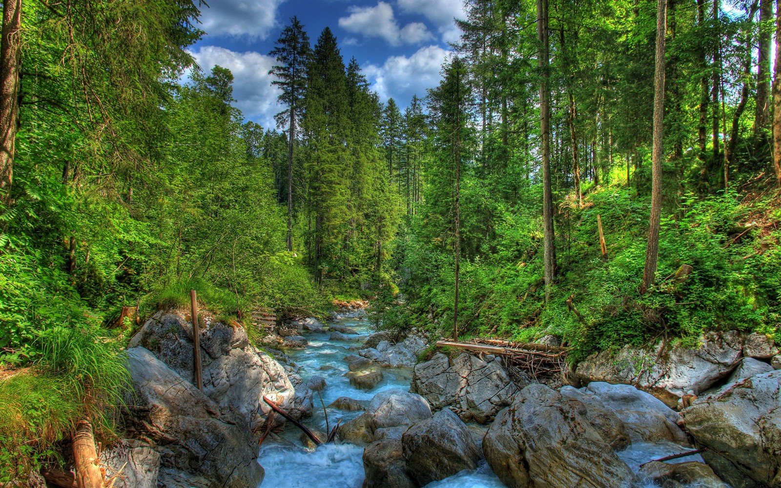 A view of a river running through a forest filled with lots of trees (nature, nature reserve, forest, watercourse, wilderness)