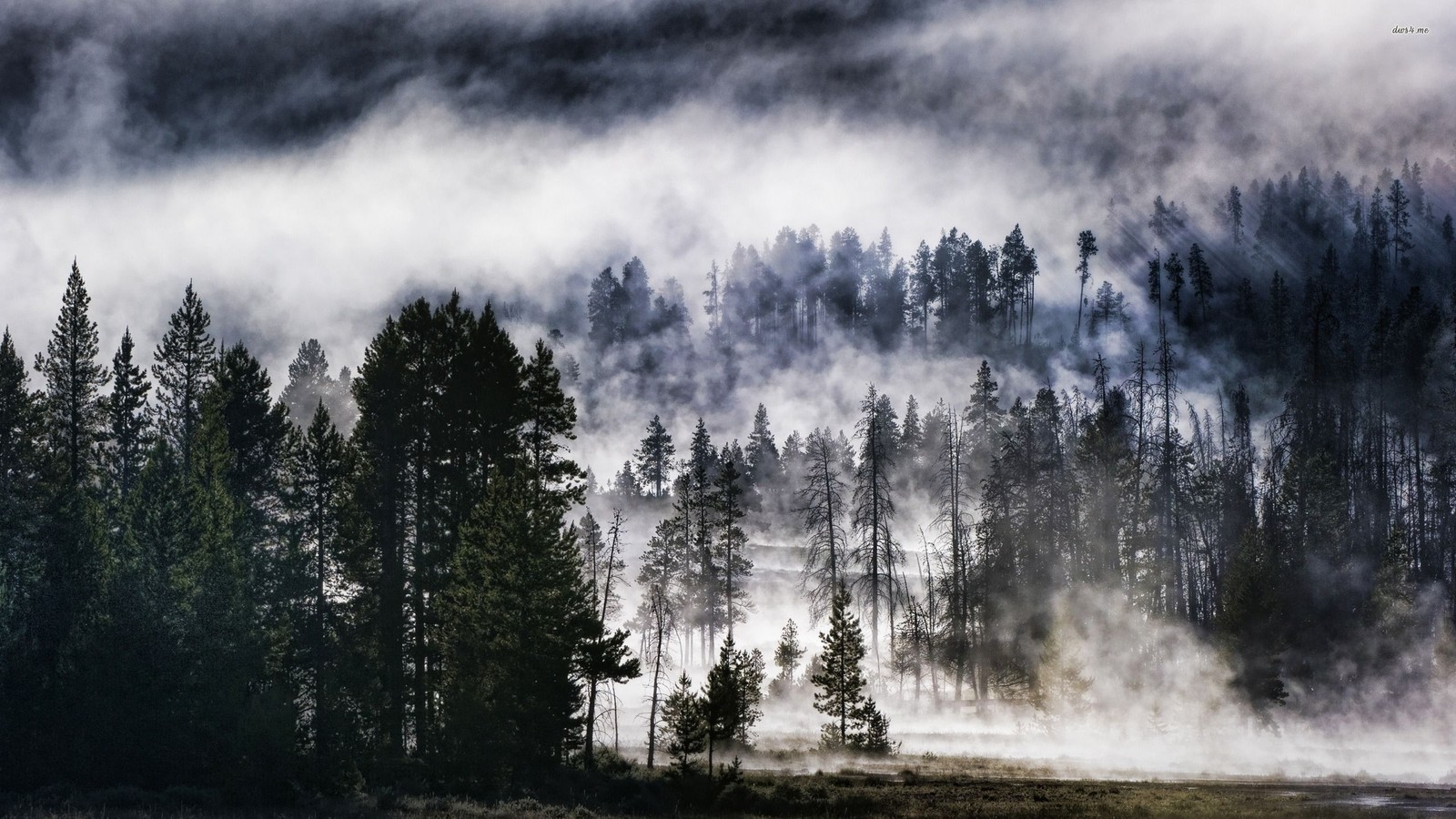 Descargar fondo de pantalla naturaleza, paisaje, planta leñosa, desierto, árbol