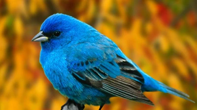 indigo bunting, рептилия, птица, клюв, синица