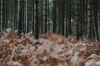 Denso bosque de frondosas del norte con altos troncos de abeto rodeados de helechos y sotobosque.