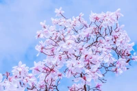 magnolia tulips, rosafarbene blumen, frühling, schön, blüte