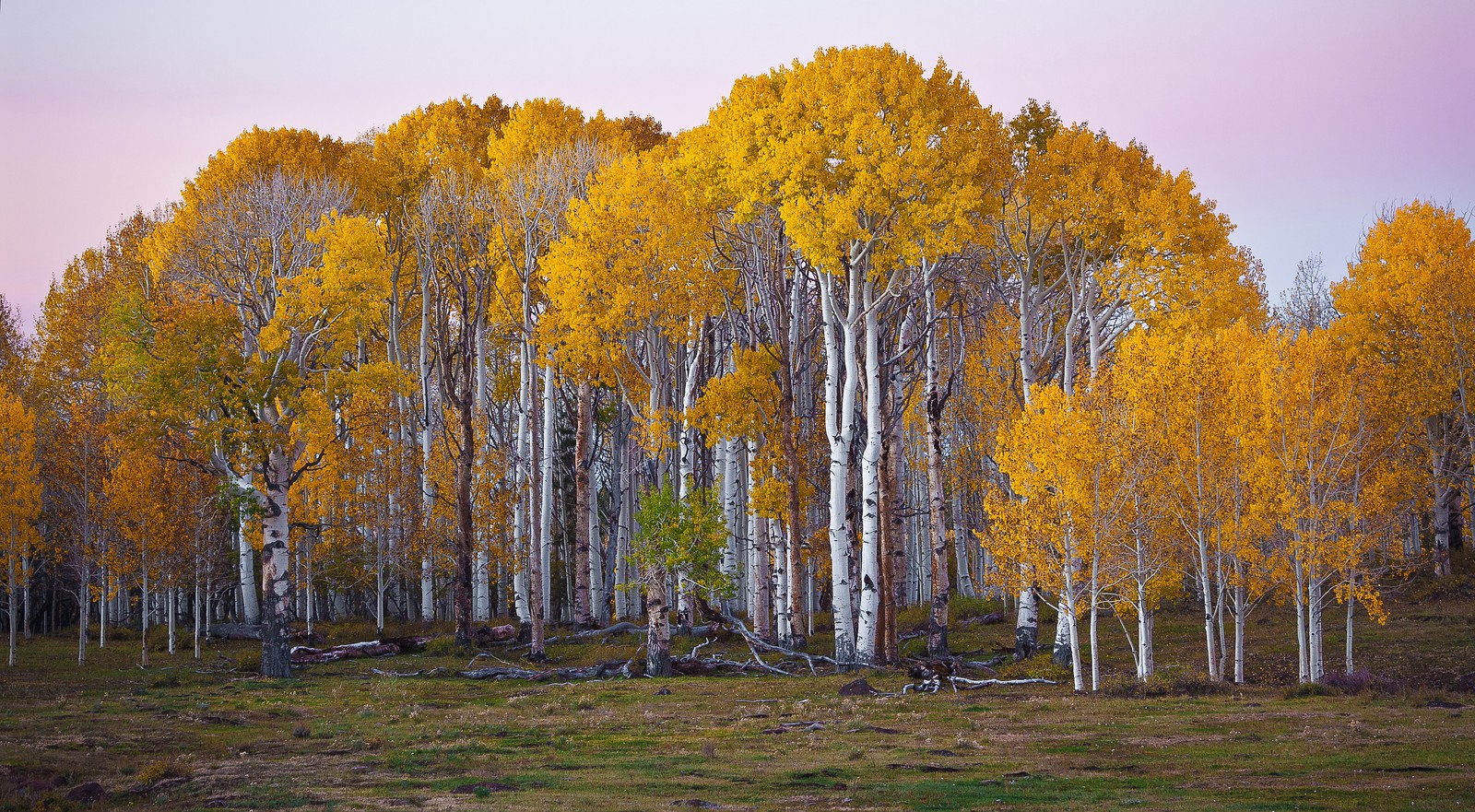 Lade birke, baum, aspen, blatt, natur Hintergrund herunter