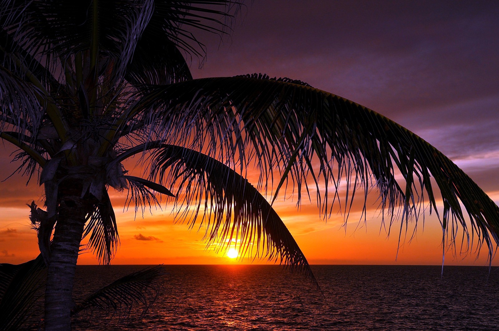 Téléchargez le fond d'écran coucher de soleil, mer, horizon, palmier, crépuscule