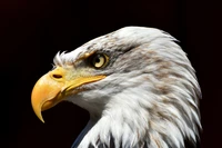 Perfil majestuoso de águila calva con pico amarillo llamativo