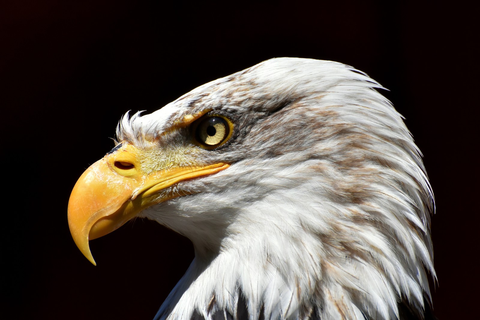 Descargar fondo de pantalla águila calva, águila, ave, ave de presa, pico