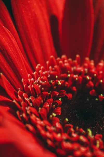 Gros plan des pétales rouges de gerbera et du pollen