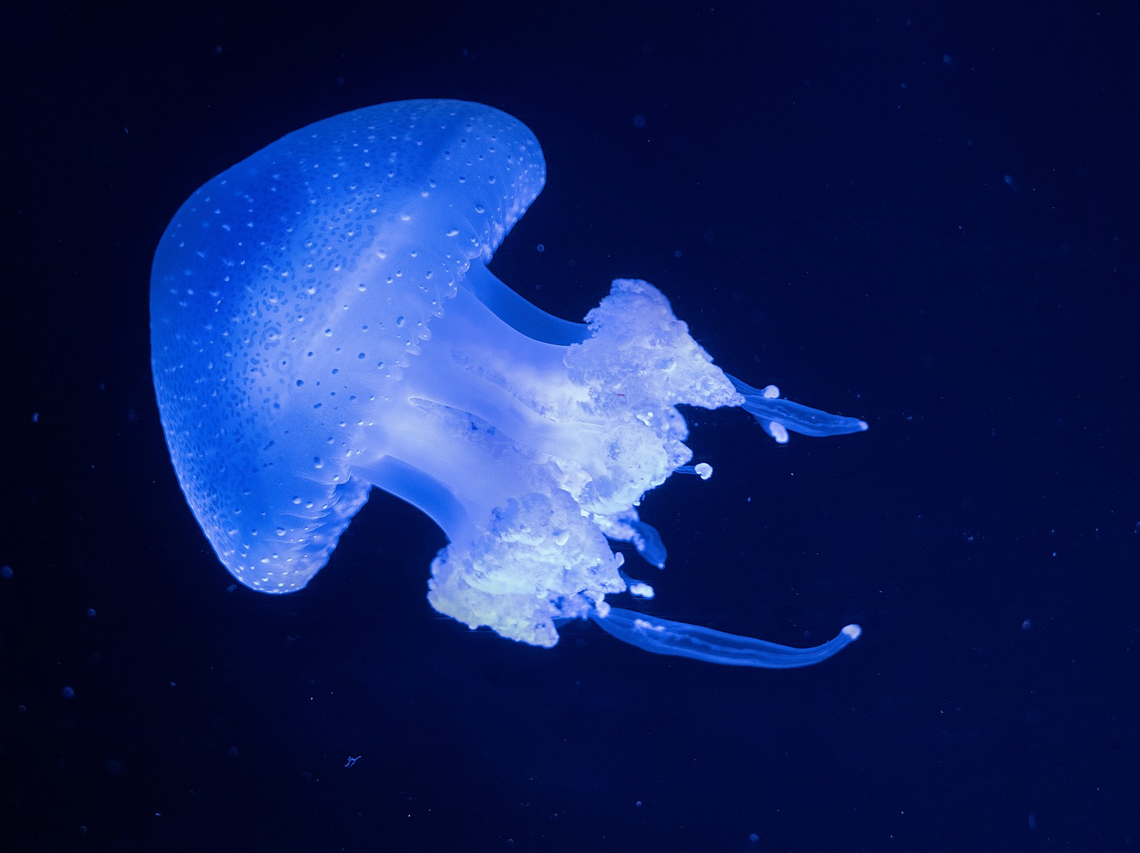 Una medusa jirafa flotando en el agua con un fondo azul (brillante, medusa, subacuático, fondo azul, 5k)