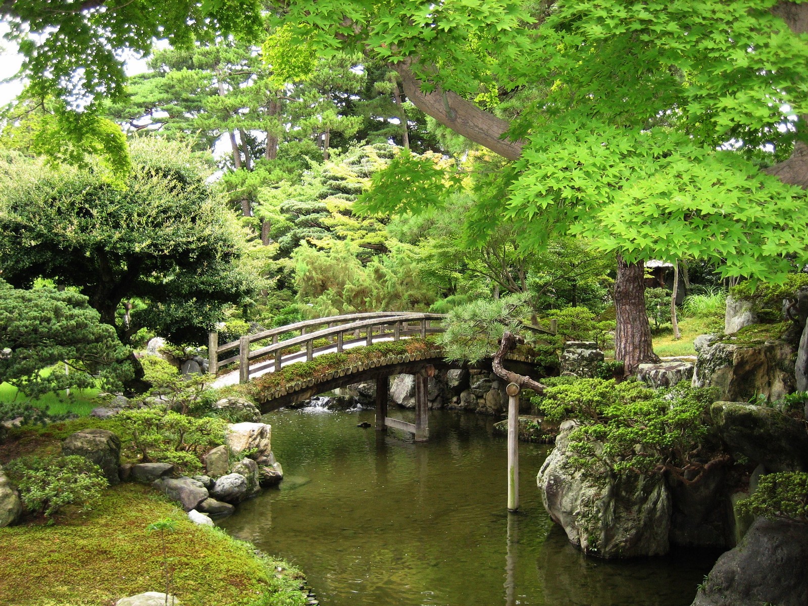 Uma imagem de uma ponte sobre um pequeno lago em um jardim japonês (jardim japonês, natureza, vegetação, jardim, curso dágua)