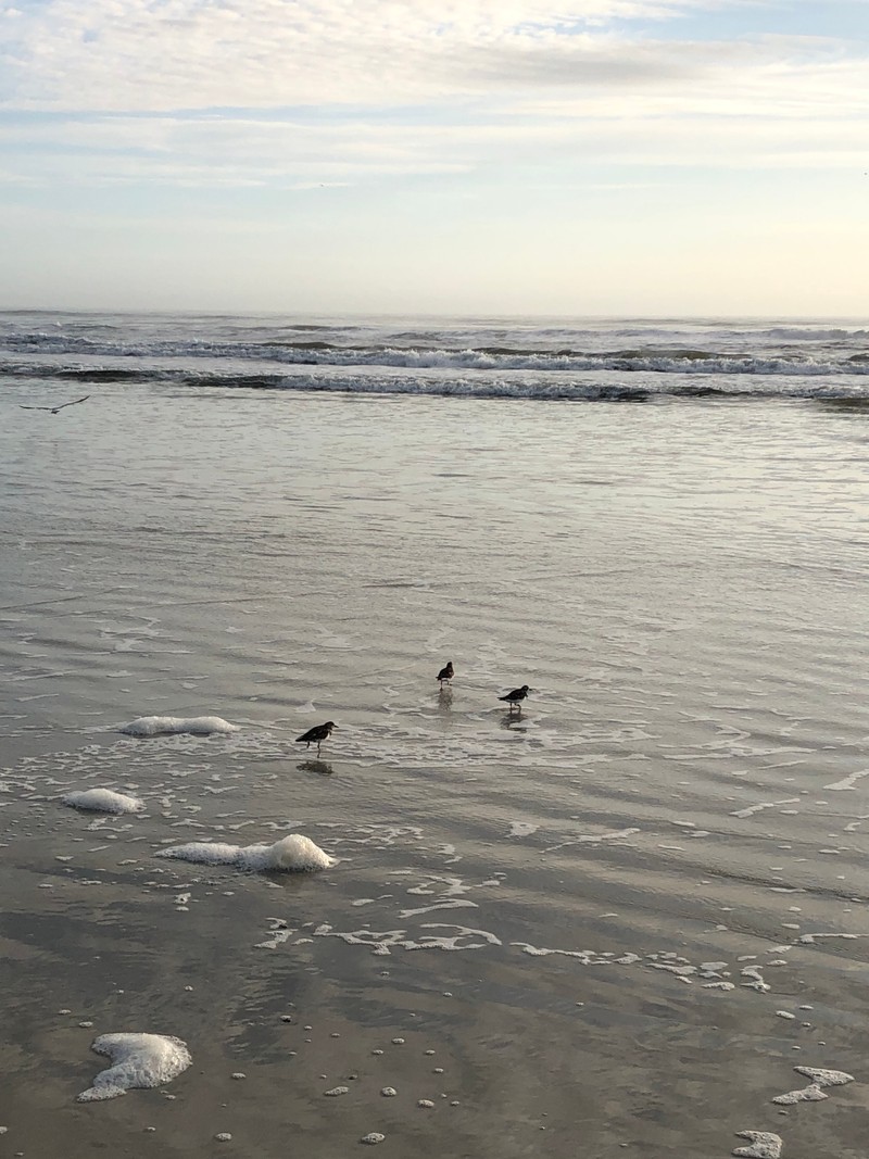 На пляже стоят две птицы в воде (море, вода, морская птица, прилив, жидкость)