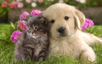 puppy, kitten, dog breed, dog cat relationship, puppy love wallpaper