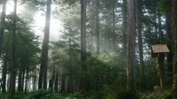 Bosque de abetos brumoso en una reserva natural