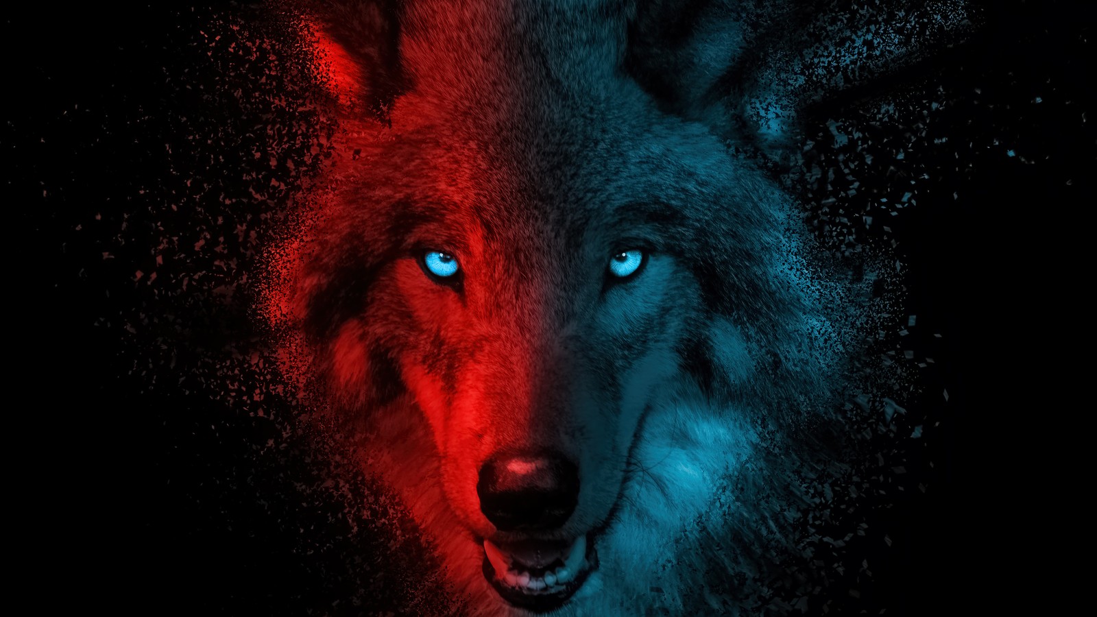 A close up of a wolf with blue eyes in the dark (wolf, dark, background, animals, animal)