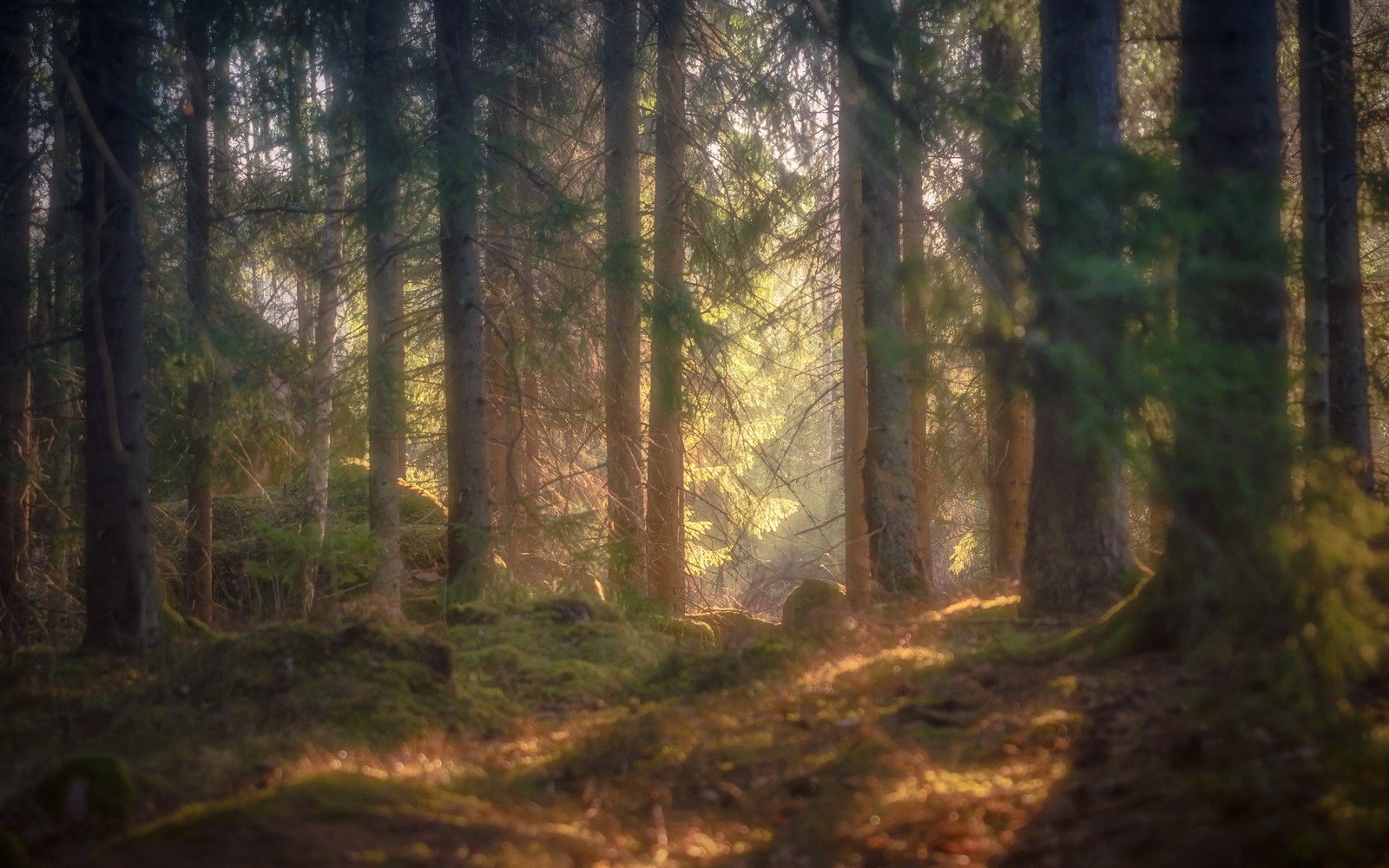 A close up of a forest with a path in the middle (woodland, forest, vegetation, nature, painting)