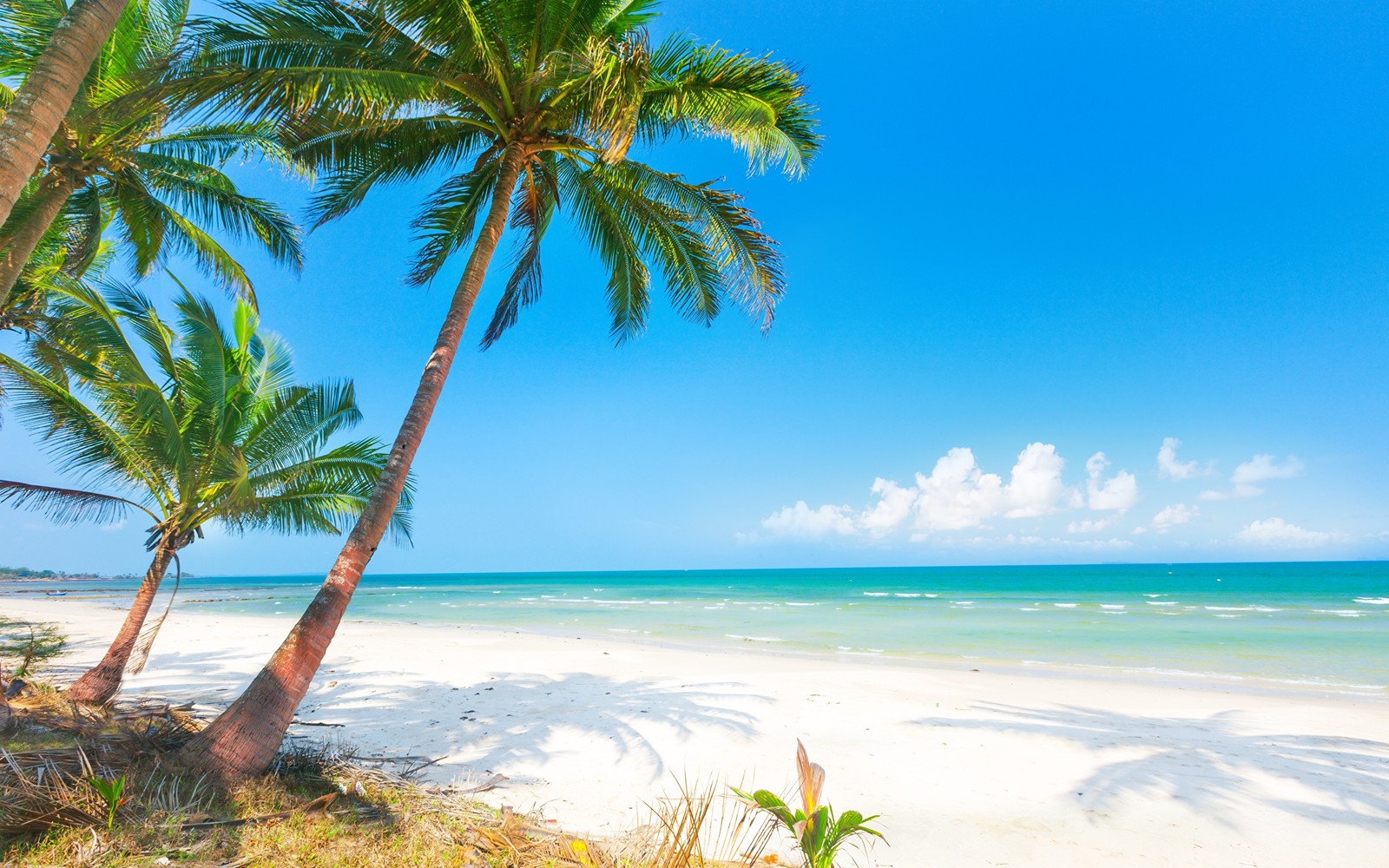 Vue d'une plage avec des palmiers et un ciel bleu clair (plage, rivage, mer, palmiers, tropiques)