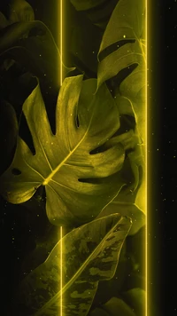 Illuminated Green Leaves Against a Dark Background