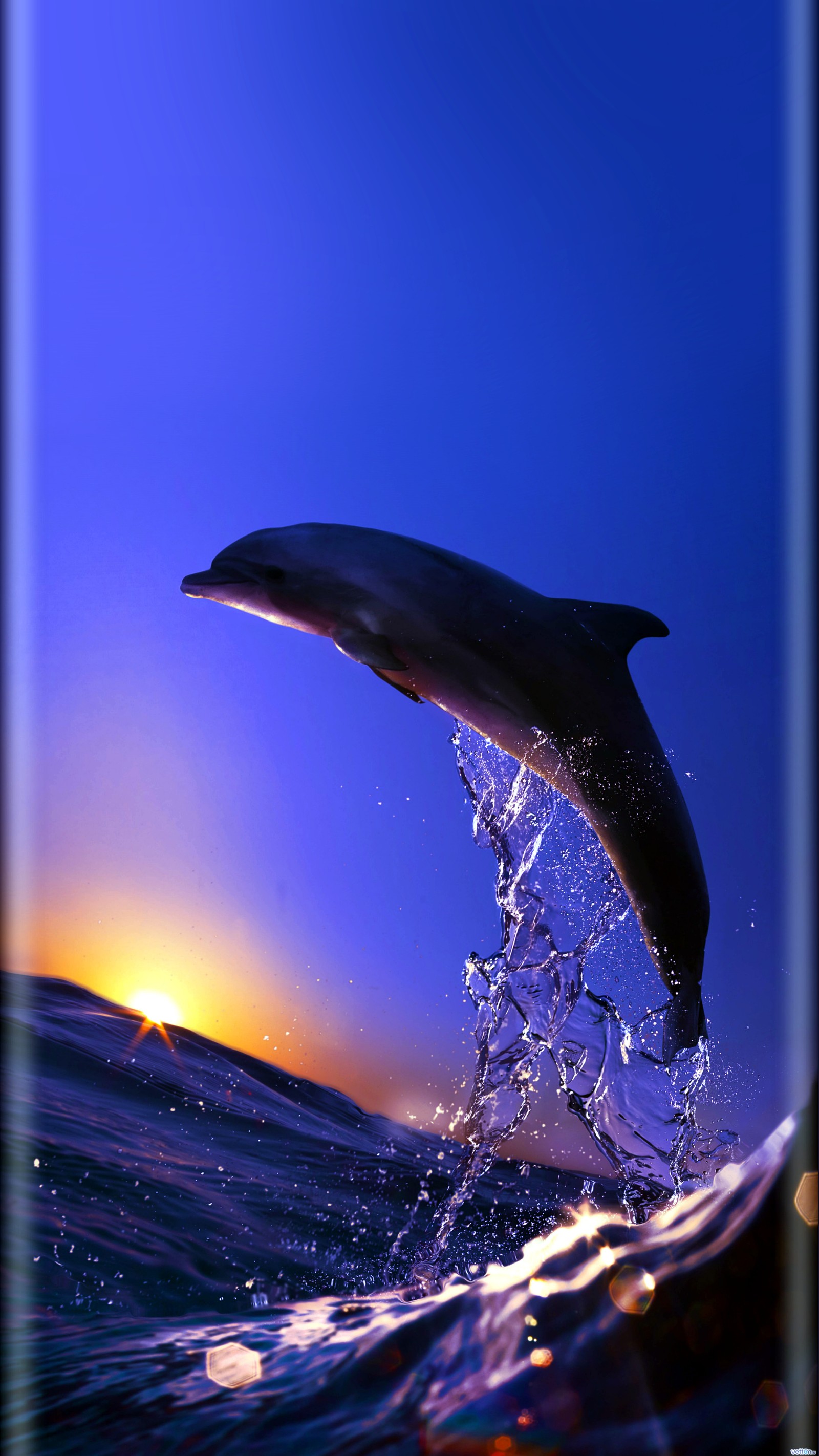 Dolphin jumping out of the water at sunset with a blue sky (dauphin, dolphin)