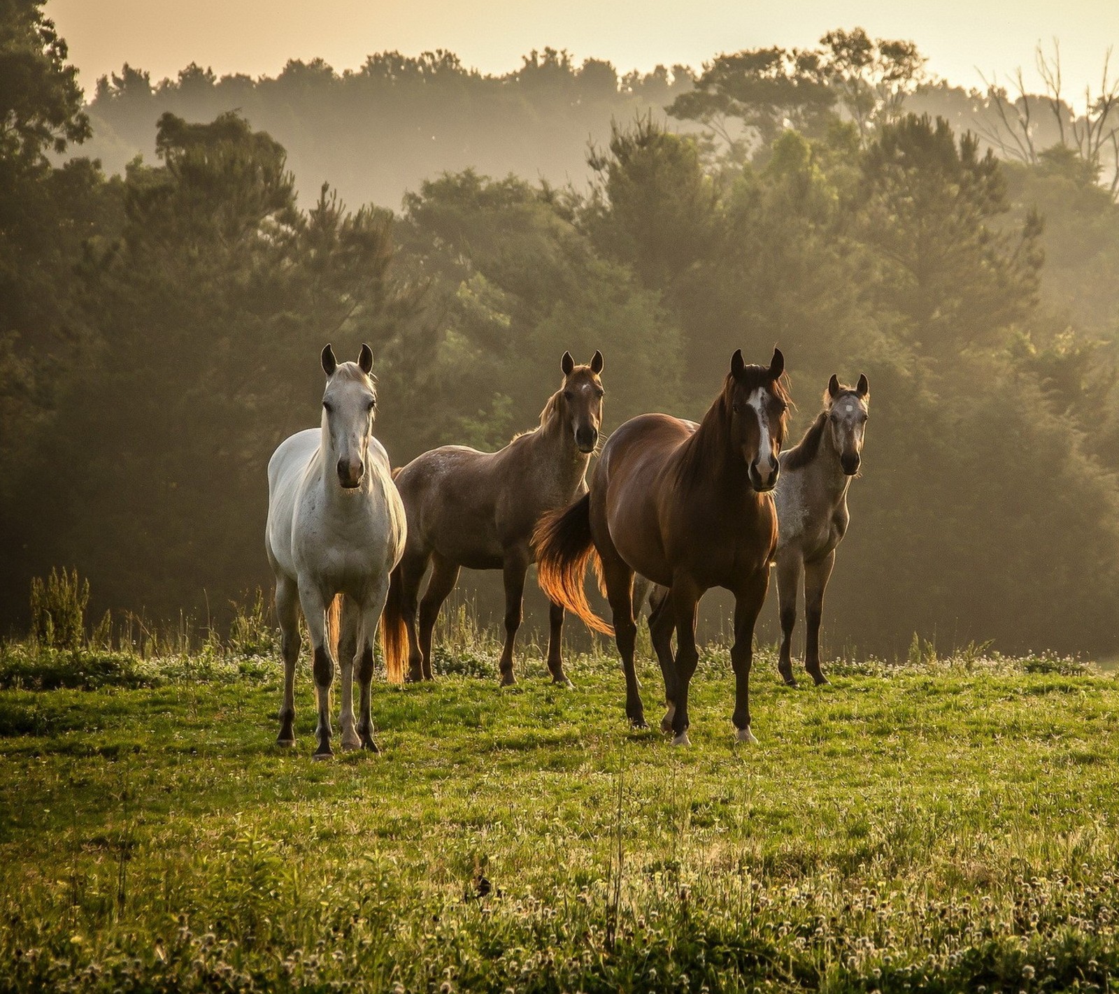 Vier pferde stehen auf einem feld mit bäumen im hintergrund (nebel, gras, herde, pferd, baum)