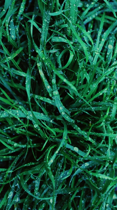 Grama verde beijada pelo orvalho: O abraço refrescante da natureza