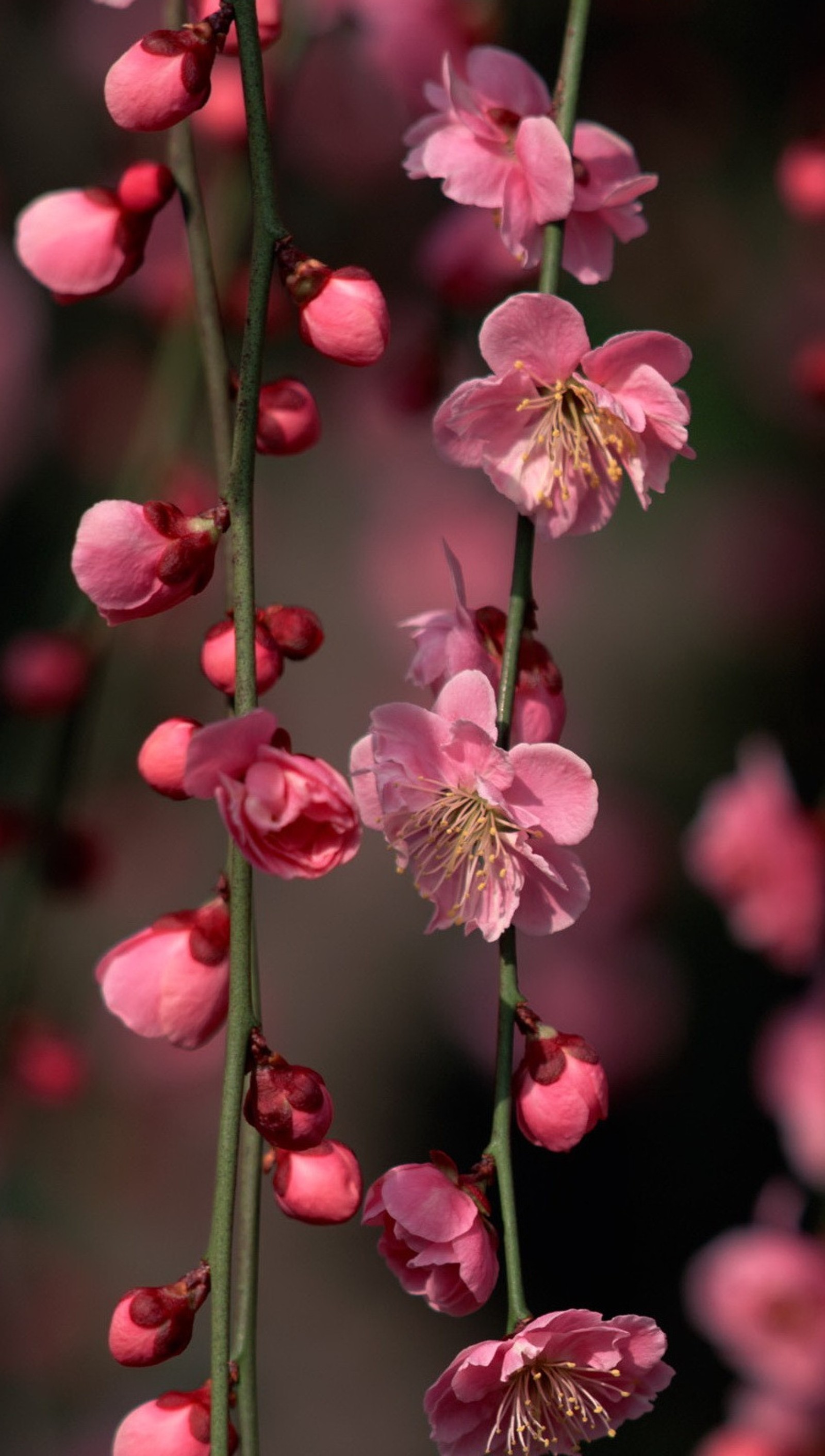 Hay muchas flores rosas que crecen en un árbol (cereza, flor)