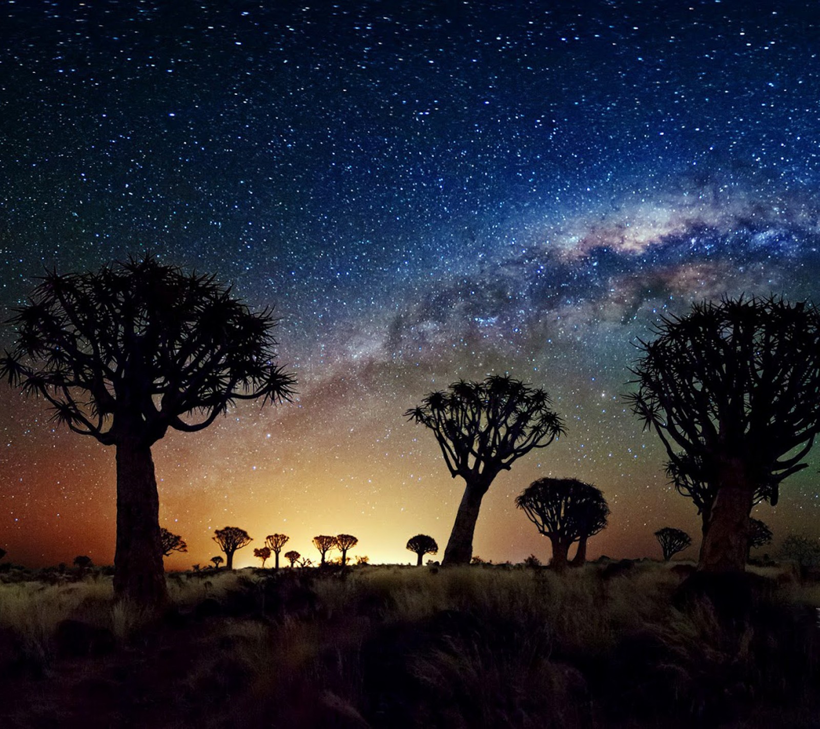 A group of trees in a field with a sky full of stars (clouds, glow, night, pretty, sky)