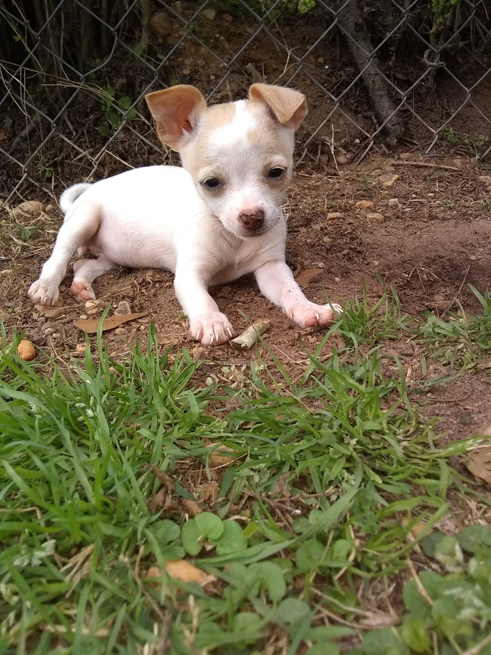 Há um pequeno cachorro branco deitado no chão na grama (filhotes, filhote)