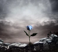 blue rose, dark rose wallpaper