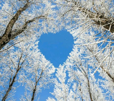 heart tree, sky