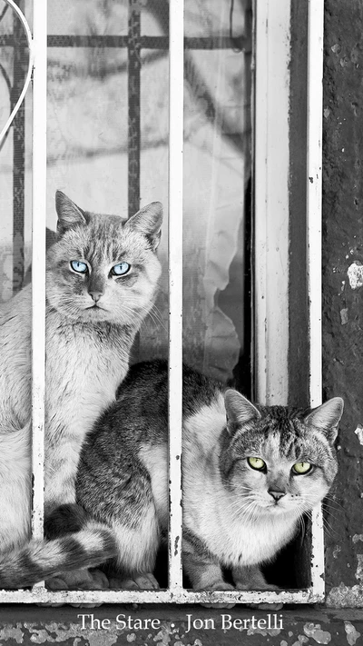 gatos, cães, animais de estimação, animais, fotografia