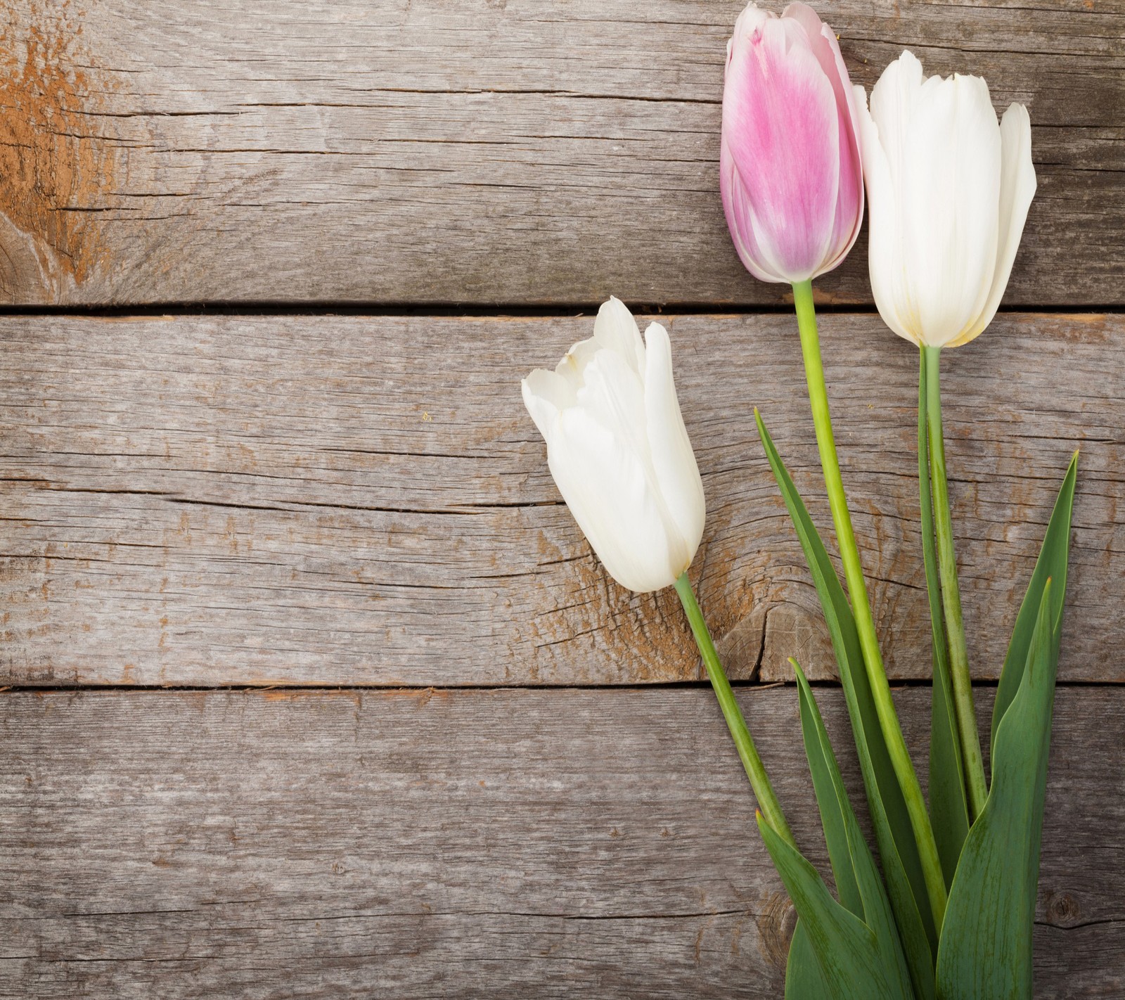 Hay dos tulipanes blancos y rosas sobre una mesa de madera (hermoso, flores)