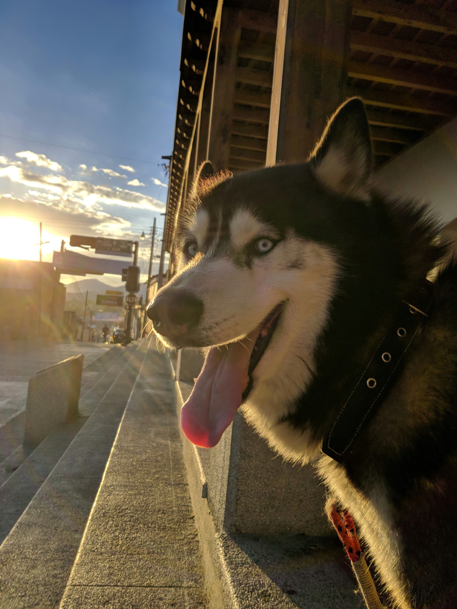 Lade sonnenuntergang, husky, sonne Hintergrund herunter