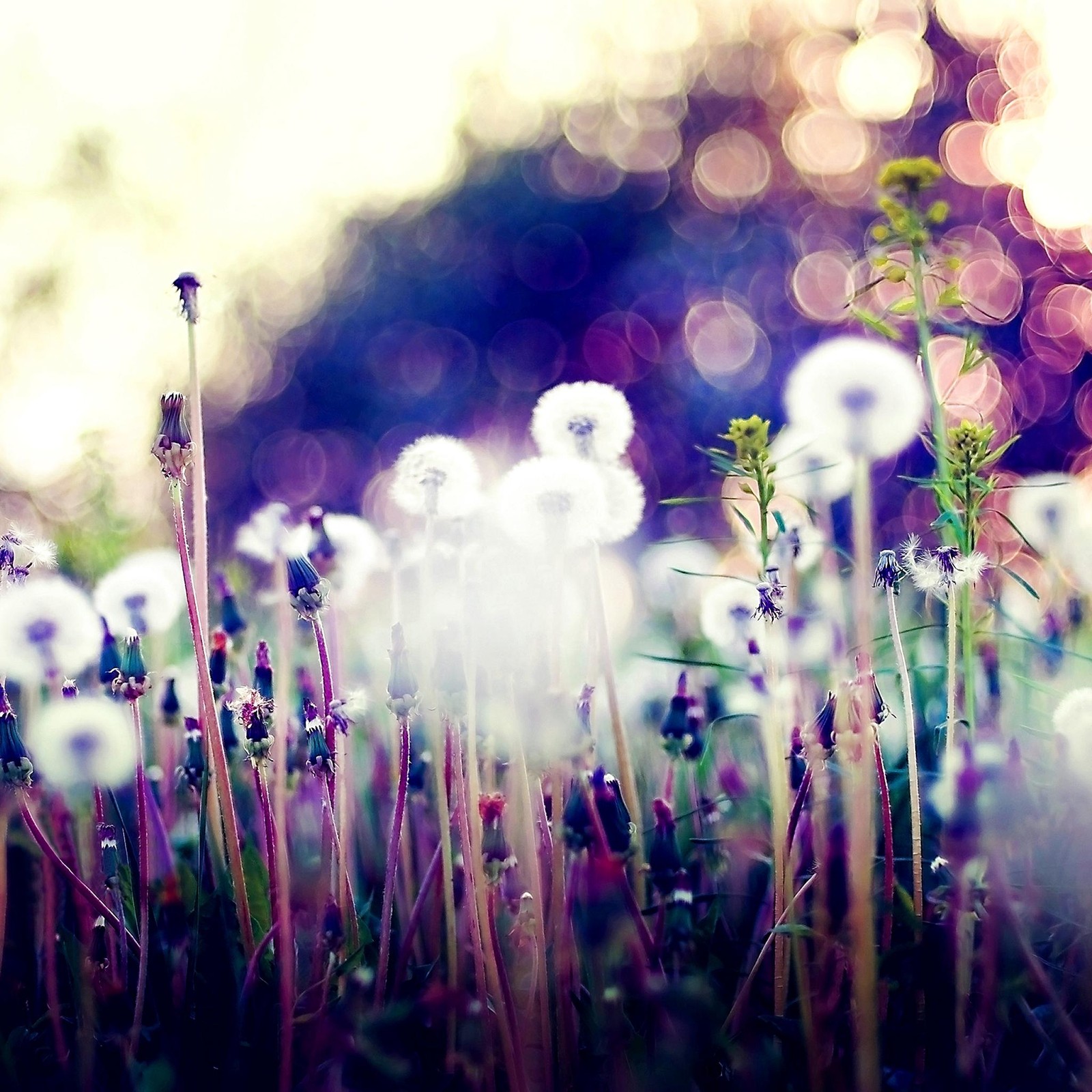 Hay muchas flores blancas que crecen en la hierba (vq, zl)