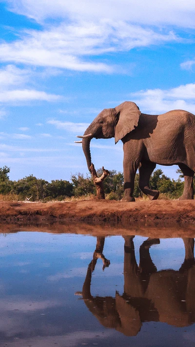 elefante, natureza, reflexo, água