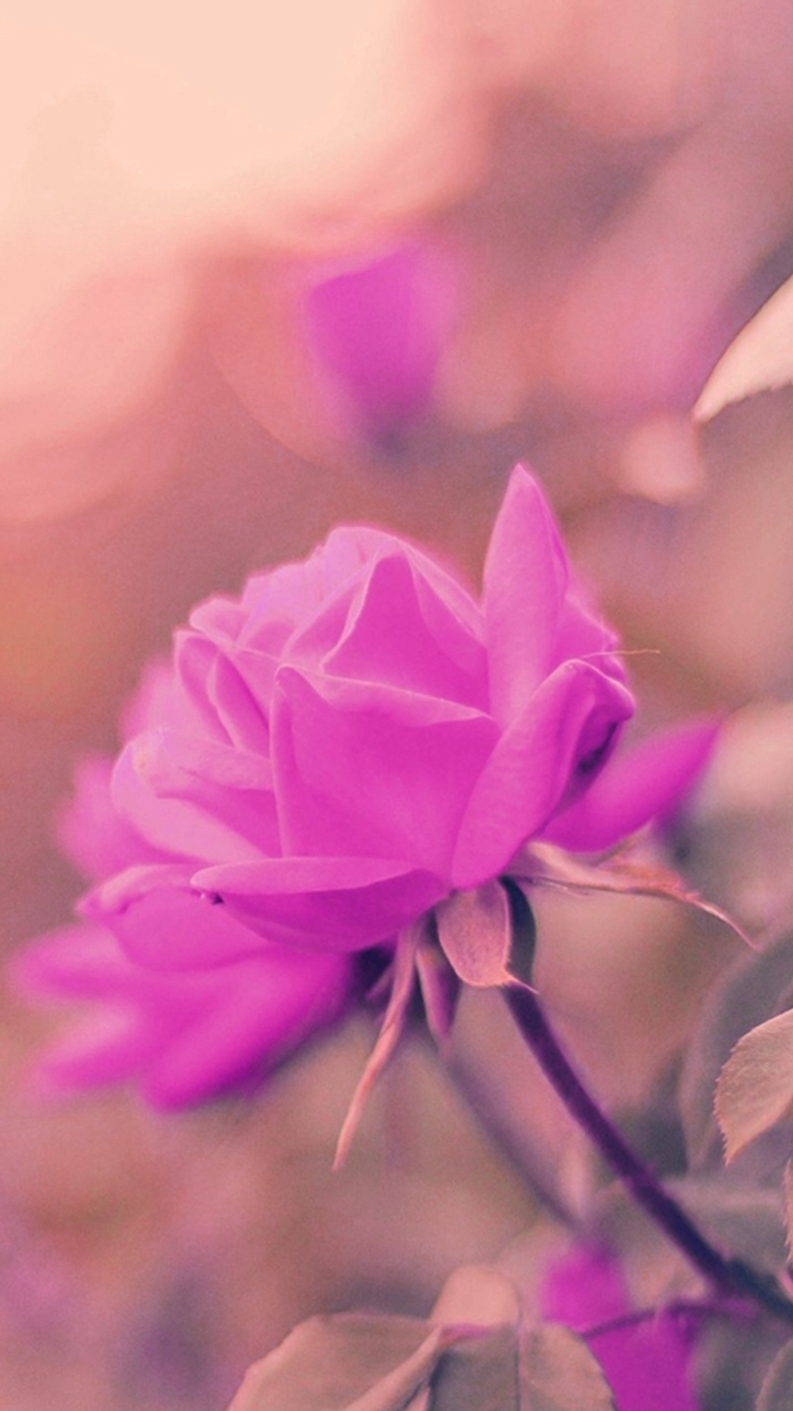 Rose violette dans un champ de feuilles vertes avec un ciel rose en arrière-plan (génial, feuilles, amour, nouveau, pétales)