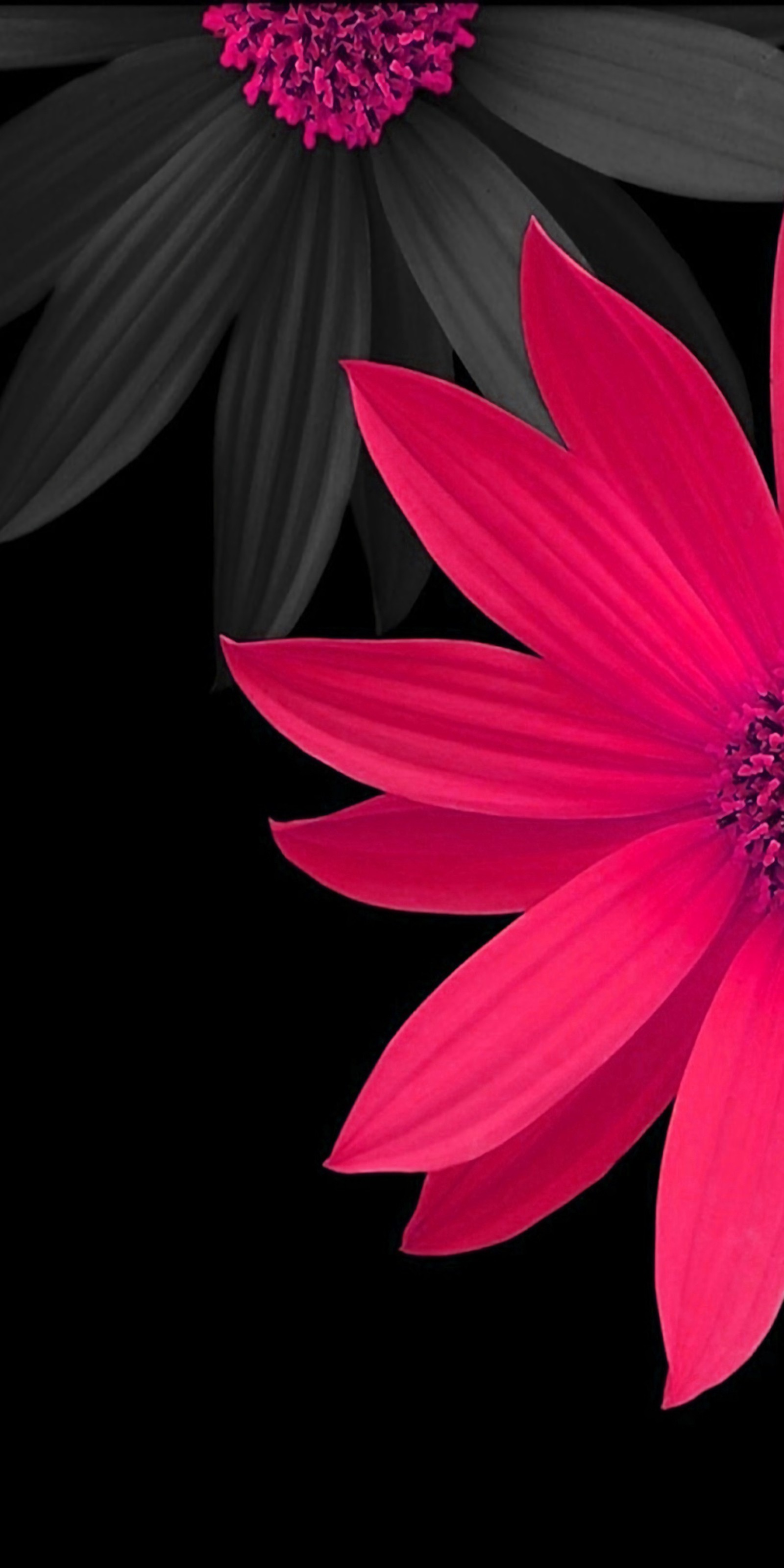 There are two flowers that are on a black background (background, black, flower, flowers, gray)