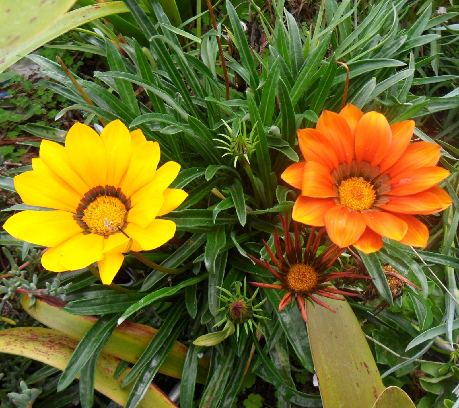 Hay dos flores naranjas que están creciendo en la hierba (colombia, flores)