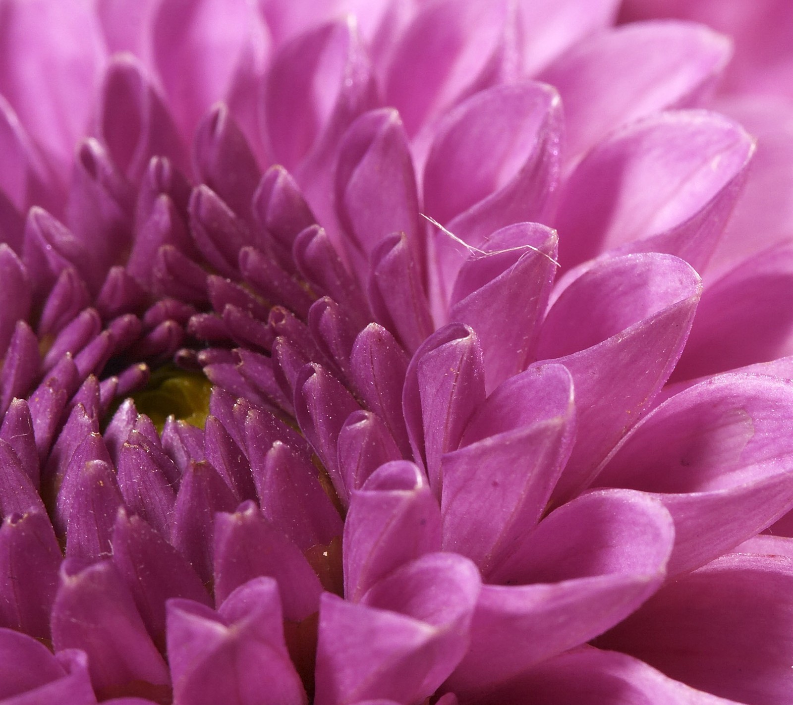 Téléchargez le fond d'écran fleur, rose