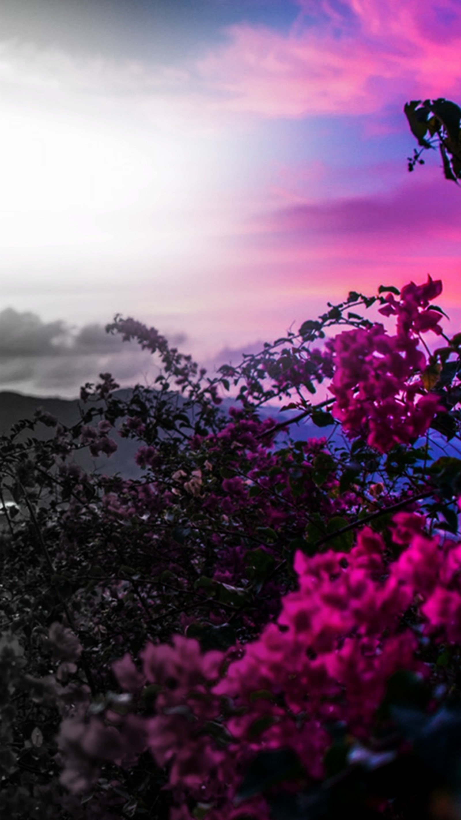 Flores roxas em primeiro plano de um céu rosa e uma montanha (flores, primavera)