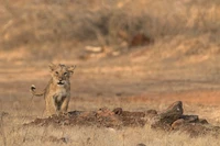 Um jovem filhote de leão está alerta em um solo rochoso, cercado pela paisagem seca da savana, incorporando o espírito da vida selvagem na África Oriental.