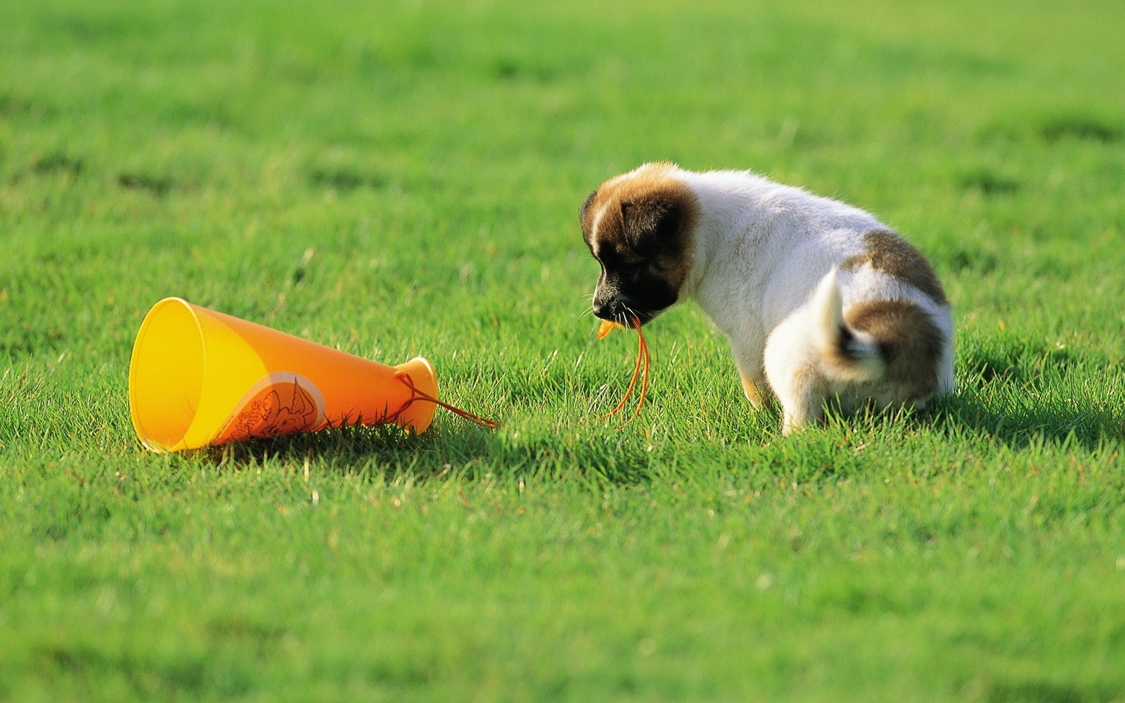 Há um pequeno cachorro brincando com um brinquedo na grama (filhote, gatinho, raça de cachorro, prado, jogar)