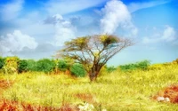 Árbol solitario en la vibrante sabana bajo un cielo nublado