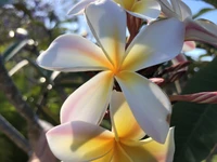 Zarte weiße und gelbe Plumeria-Blüten blühen zwischen üppigem grünem Laub und zeigen unter hellem Tageslicht filigrane Blütenblätter.