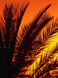 Palmeras en silueta contra un atardecer ámbar