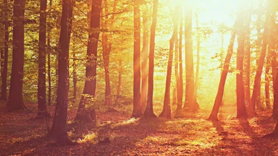 Lumière dorée du soleil filtrant à travers les arbres d'automne sur un chemin forestier serein