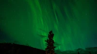 Enchanting Aurora Lights Dance Above a Silhouette of Trees