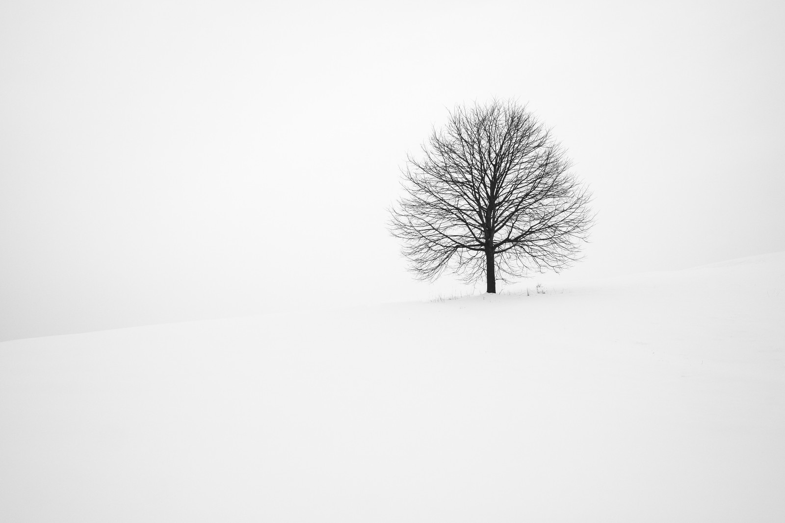 Arafed tree in a snow covered field with a sky background (plant, tree, natural landscape, twig, wood)