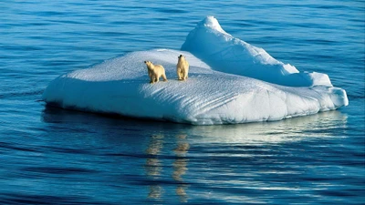 Ursos polares em um iceberg derretendo no Oceano Ártico.