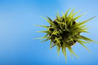 Vibrant Green Terrestrial Plant Against a Blue Sky Background