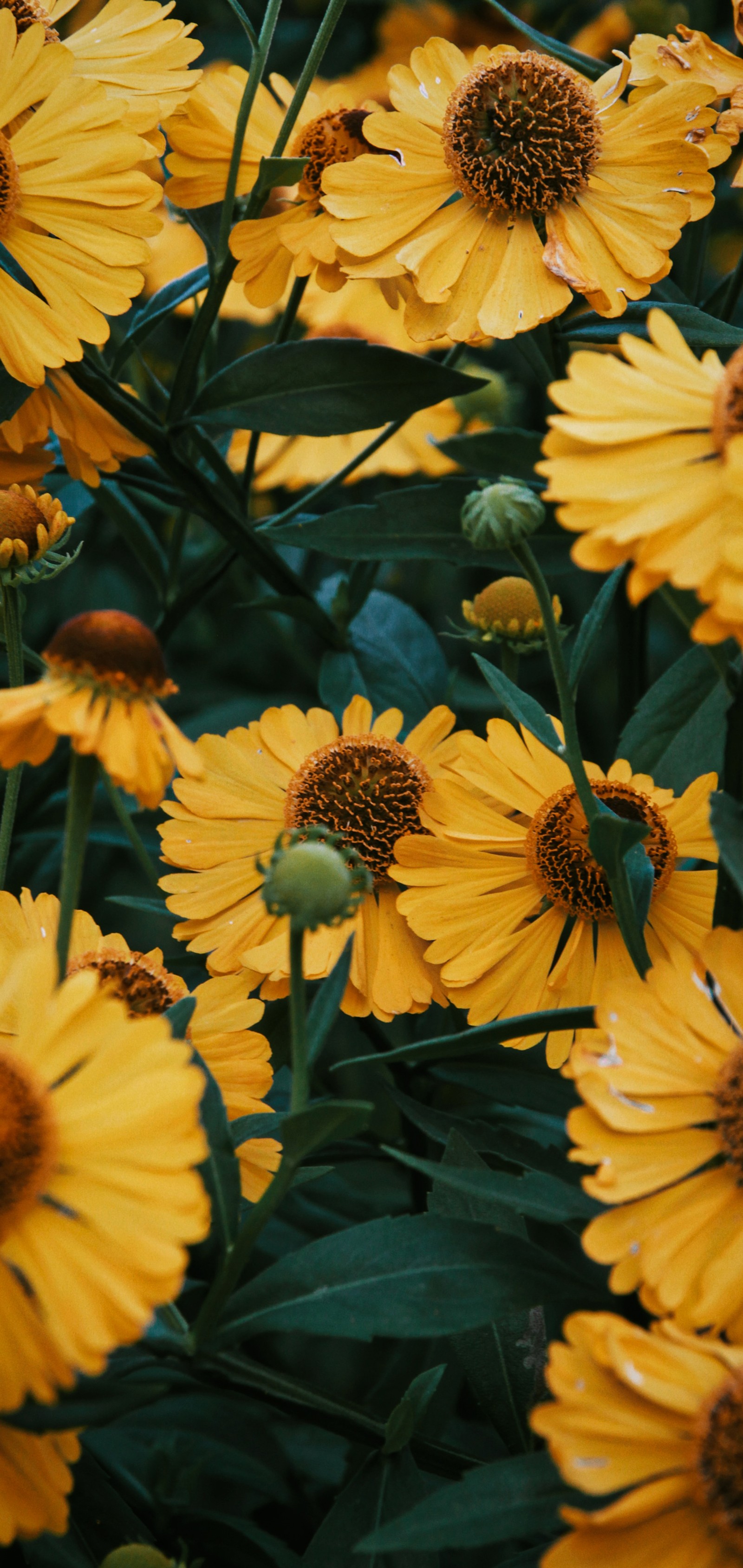 Gelbe blumen mit grünen blättern und knospen in einem garten (blume, pflanze, blütenblatt, natur, blatt)