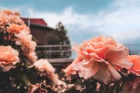 Blühende Gartenrosen unter einem Frühlingshimmel